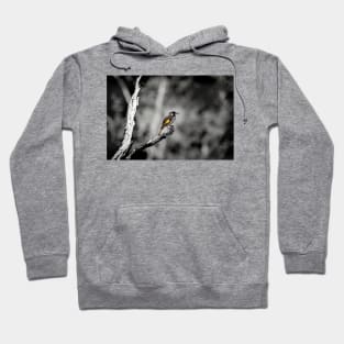 New Holland Honeyeater_VOA4033A Hoodie